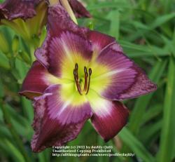 Thumb of 2011-07-20/daylily/de86bf