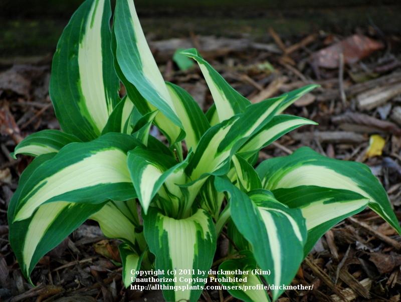 Photo of Hosta 'Night Before Christmas' uploaded by duckmother