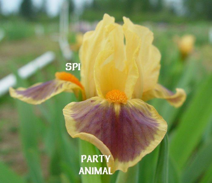 Photo of Standard Dwarf Bearded Iris (Iris 'Party Animal') uploaded by irisloverdee