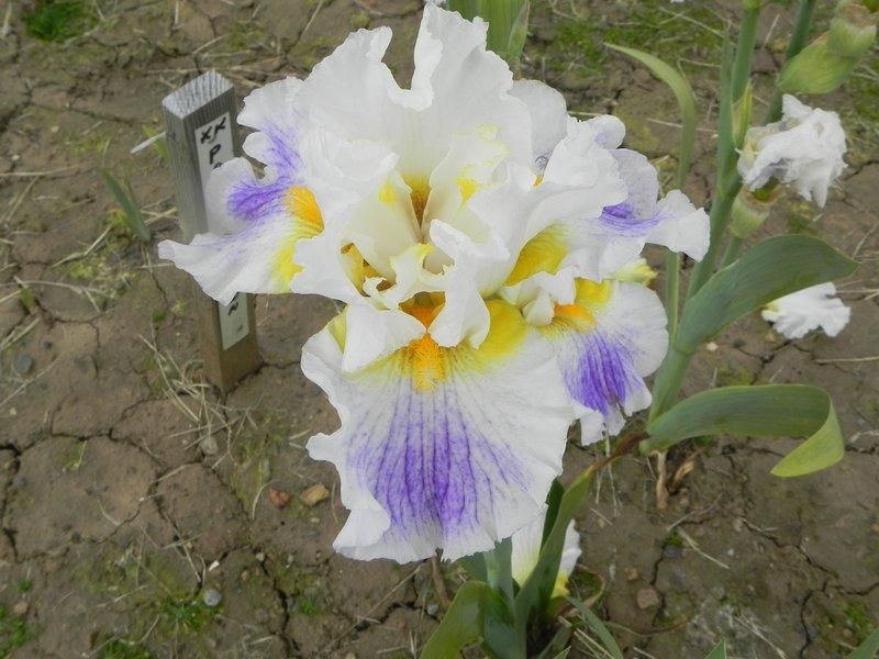 Photo of Tall Bearded Iris (Iris 'Painter's Touch') uploaded by irisloverdee