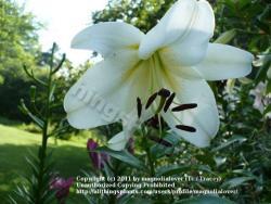 Thumb of 2011-07-20/magnolialover/0ca28c