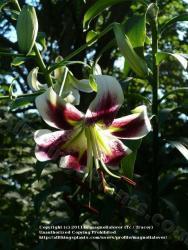 Thumb of 2011-07-20/magnolialover/267a8b