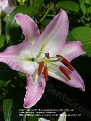 Thumb of 2011-07-20/magnolialover/5ab9ac