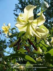 Thumb of 2011-07-20/magnolialover/847bee