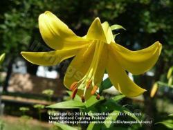 Thumb of 2011-07-20/magnolialover/b2e5c3