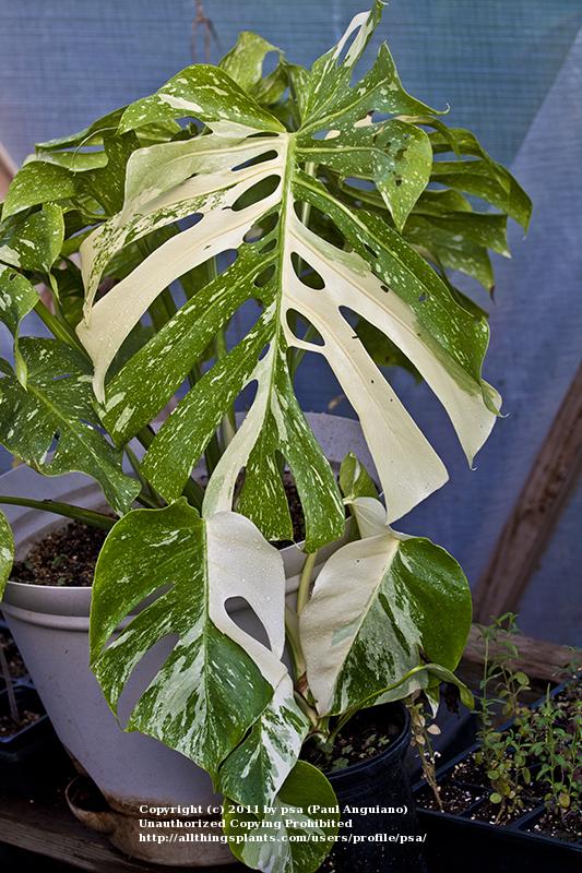 Photo of Monstera deliciosa 'Thai Constellation' uploaded by psa