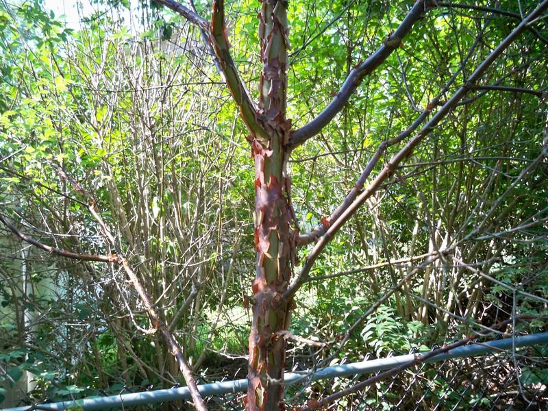 Photo of Paperbark Maple (Acer griseum) uploaded by NJBob