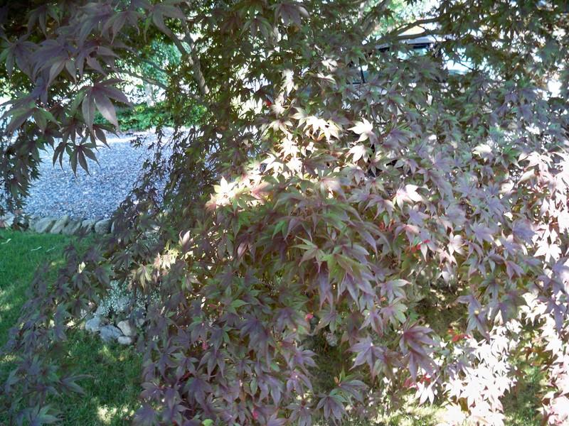 Photo of Japanese Maple (Acer palmatum var. amoenum 'Bloodgood') uploaded by NJBob