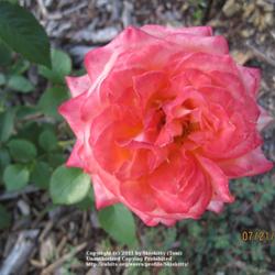 
Survived Zone 5, Colorado (faded rose)