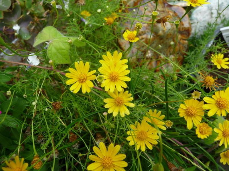 Photo of Dahlberg Daisy (Thymophylla tenuiloba) uploaded by gardengus