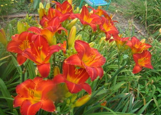Photo of Daylily (Hemerocallis 'Caught Red Handed') uploaded by stilldew