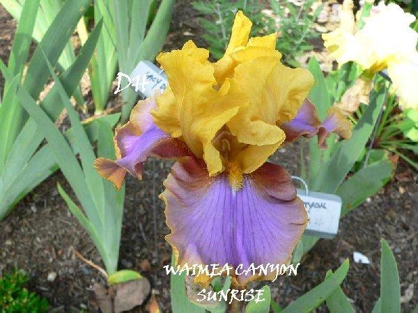 Photo of Tall Bearded Iris (Iris 'Waimea Canyon Sunrise') uploaded by irisloverdee