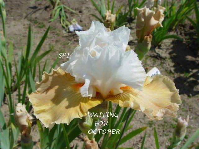 Photo of Border Bearded Iris (Iris 'Waiting for October') uploaded by irisloverdee