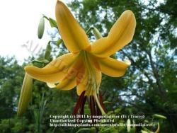 Thumb of 2011-07-23/magnolialover/1adf5a