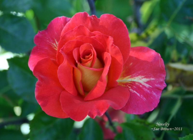 Photo of Rose (Rosa 'Novelty') uploaded by Calif_Sue