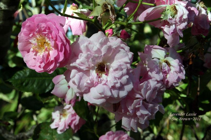 Photo of Rose (Rosa 'Lavender Lassie') uploaded by Calif_Sue
