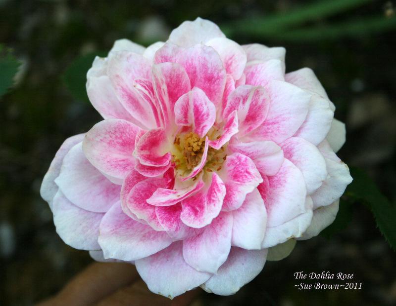 Photo of Rose (Rosa 'The Dahlia Rose') uploaded by Calif_Sue