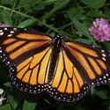 All About Milkweed