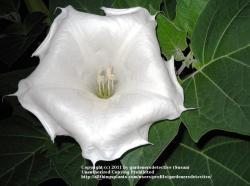 Thumb of 2011-07-27/gardenersdetective/4eae80