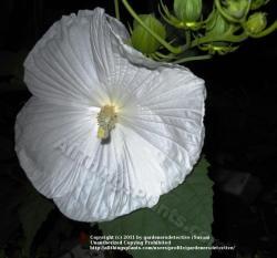 Thumb of 2011-07-27/gardenersdetective/5ab619