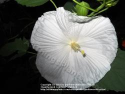 Thumb of 2011-07-27/gardenersdetective/8742ba