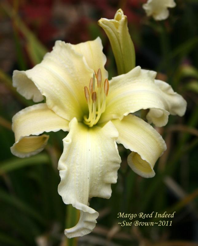Photo of Daylily (Hemerocallis 'Margo Reed Indeed') uploaded by Calif_Sue