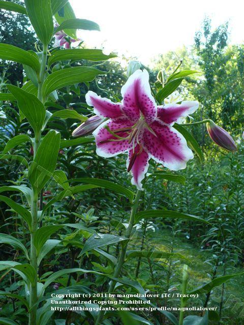 Photo of Lily (Lilium 'Starfighter') uploaded by magnolialover