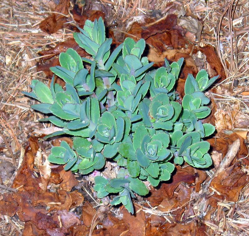 Photo of Stonecrop (Hylotelephium telephium subsp. telephium 'Red Cauli') uploaded by eclayne