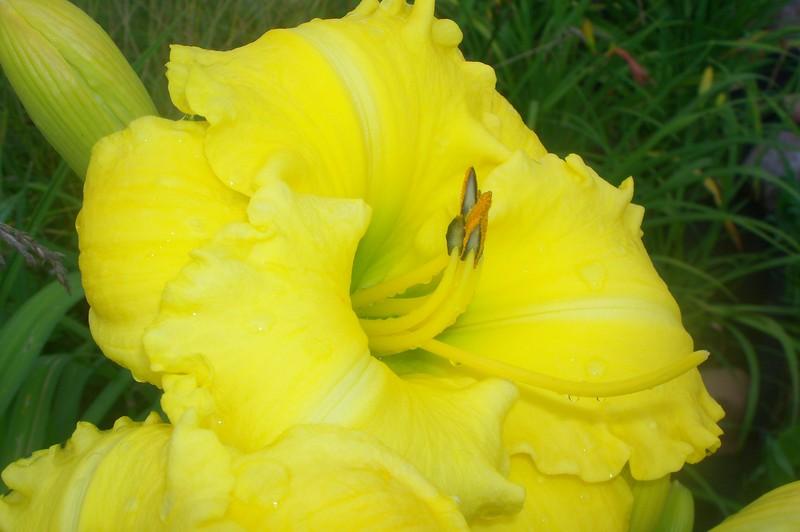 Photo of Daylily (Hemerocallis 'Andrew Christian') uploaded by hanesh