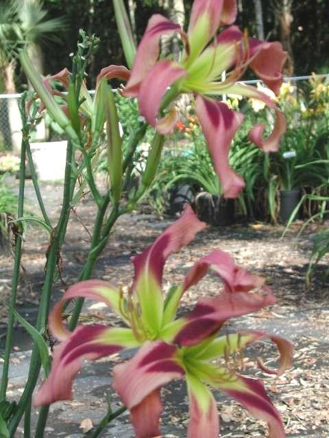 Photo of Daylily (Hemerocallis 'Snufalufagus') uploaded by Calif_Sue