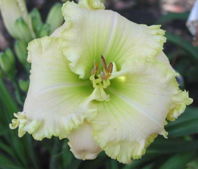 Photo of Daylily (Hemerocallis 'Green Mystique') uploaded by Calif_Sue