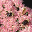 Honey Bees in the Garden - September