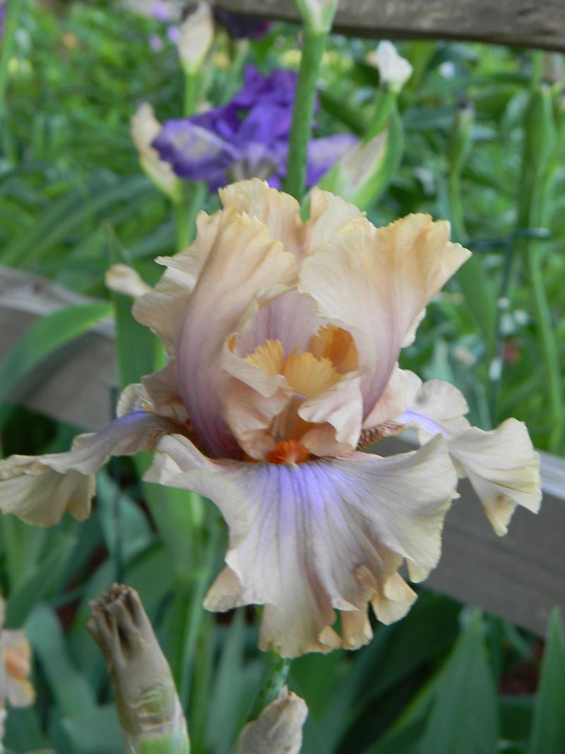 Photo of Tall Bearded Iris (Iris 'Coffee Trader') uploaded by mattsmom