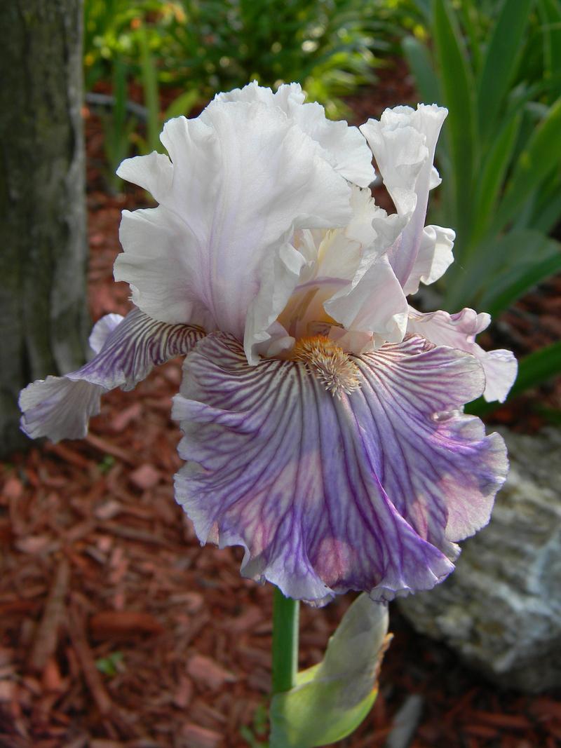 Photo of Tall Bearded Iris (Iris 'Reckless in Denim') uploaded by mattsmom
