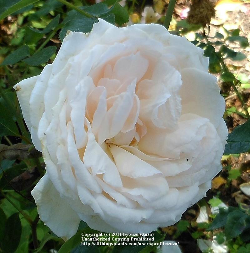 Photo of Rose (Rosa 'Prairie Star') uploaded by zuzu