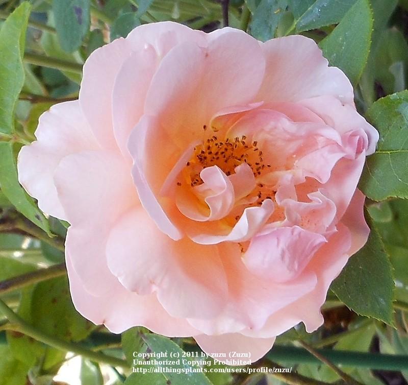 Photo of Rose (Rosa 'Heinrich Wendland') uploaded by zuzu