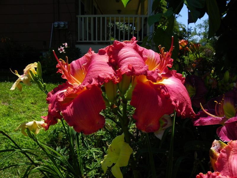 Photo of Daylily (Hemerocallis 'Blissful Beauty') uploaded by Calif_Sue