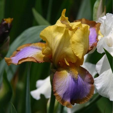 Photo of Border Bearded Iris (Iris 'Brown Lasso') uploaded by avmoran