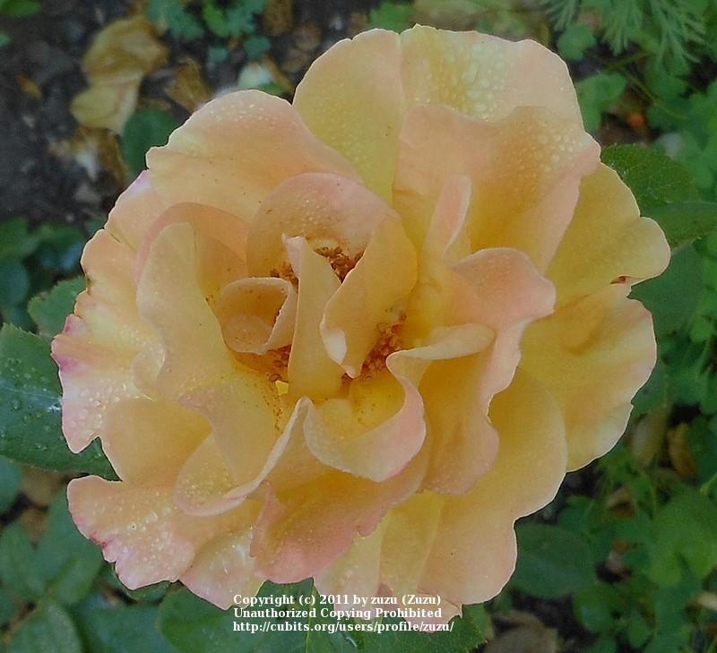 Photo of Rose (Rosa 'Amberlight') uploaded by zuzu