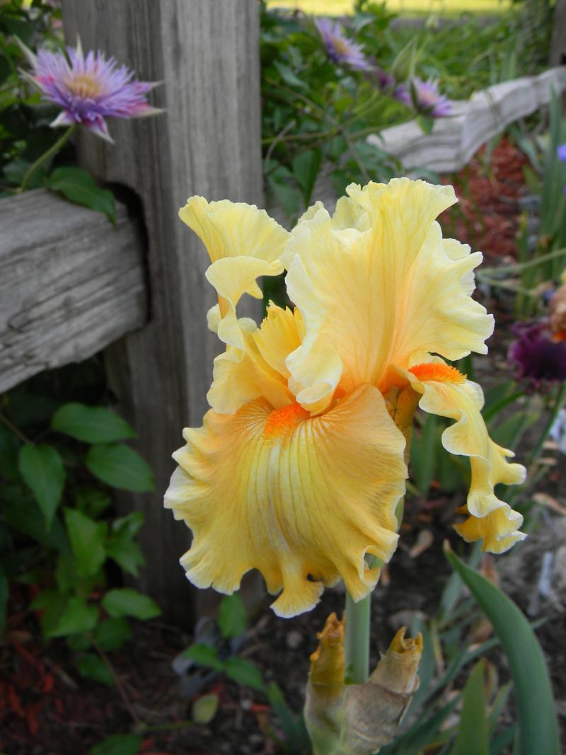 Photo of Tall Bearded Iris (Iris 'Silent Screen Star') uploaded by mattsmom