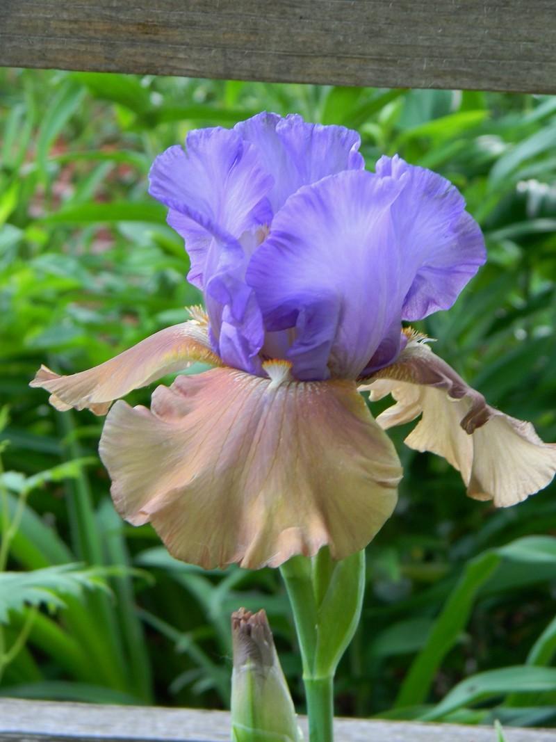 Photo of Tall Bearded Iris (Iris 'Sottobosco') uploaded by mattsmom