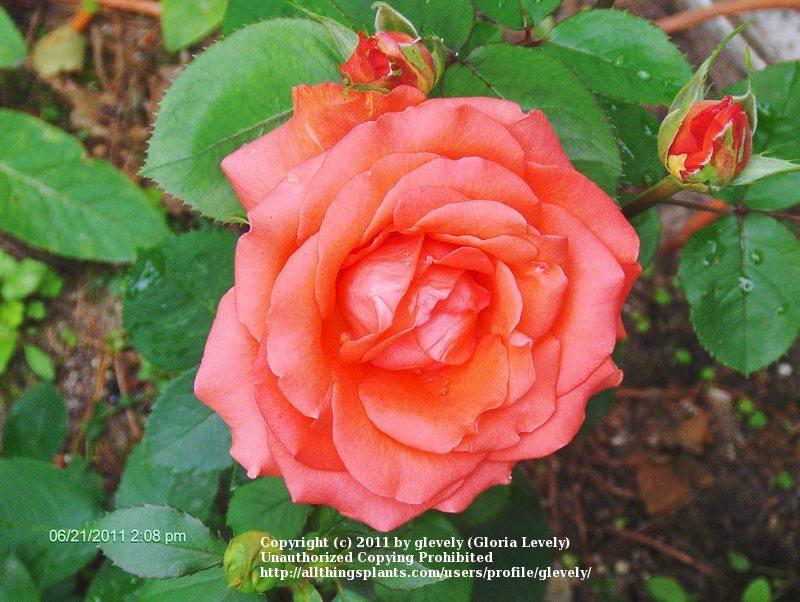 Photo of Rose (Rosa 'Disneyland Rose') uploaded by glevely