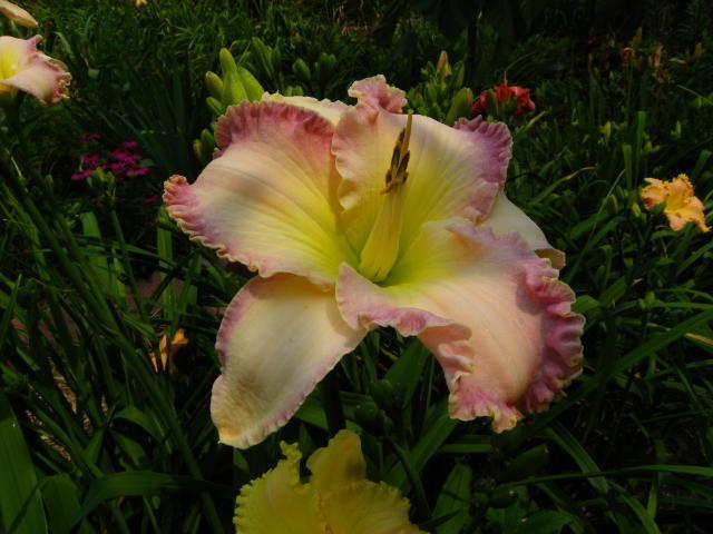 Photo of Daylily (Hemerocallis 'Willow Dean Smith') uploaded by Calif_Sue