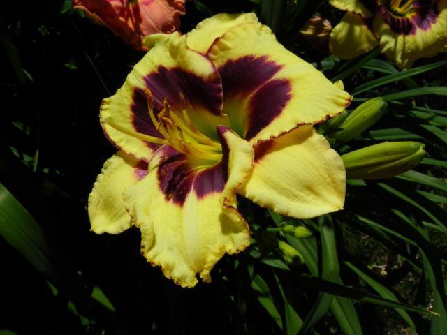 Photo of Daylily (Hemerocallis 'Star of the North') uploaded by Calif_Sue
