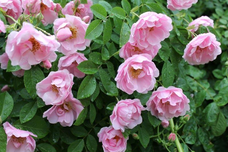 Photo of Rose (Rosa 'Lillian Gibson') uploaded by Cottage_Rose