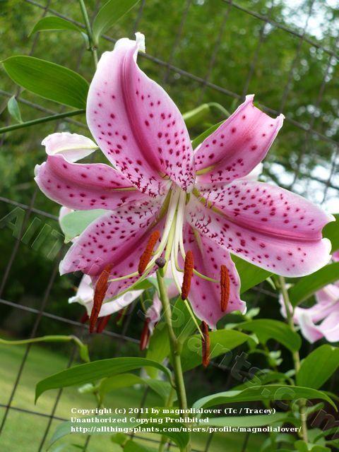 Photo of Lily (Lilium x parkmanii 'Journey's End') uploaded by magnolialover