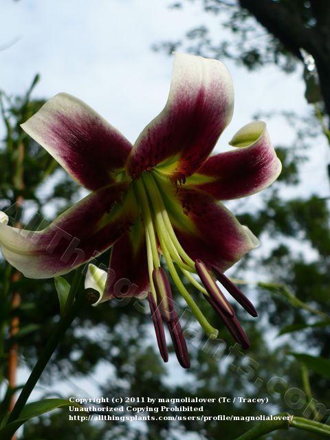 Photo of Lily (Lilium 'Leslie Woodriff') uploaded by magnolialover