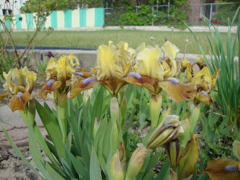 Photo of Standard Dwarf Bearded Iris (Iris 'Indian Pow Wow') uploaded by Paul2032