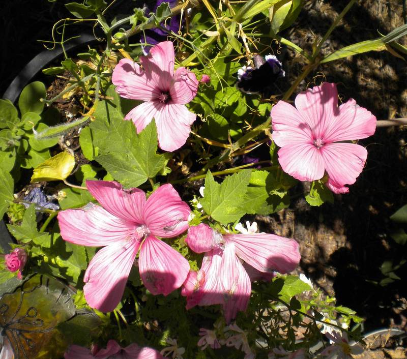 Photo of Annual Mallow (Malva trimestris 'Silver Cup') uploaded by woofie