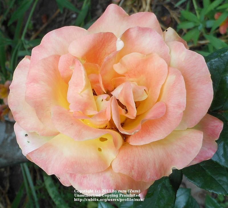 Photo of Rose (Rosa 'Starshine') uploaded by zuzu